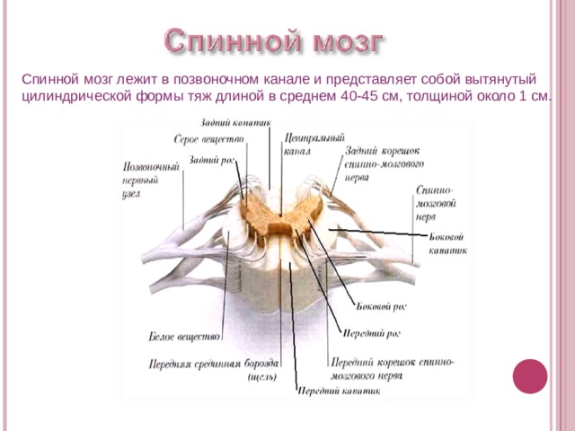 Спинной мозг лежит в позвоночном канале и представляет собой вытянутый цилиндрической формы тяж длиной в среднем 40-45 см, толщиной около 1 см. 