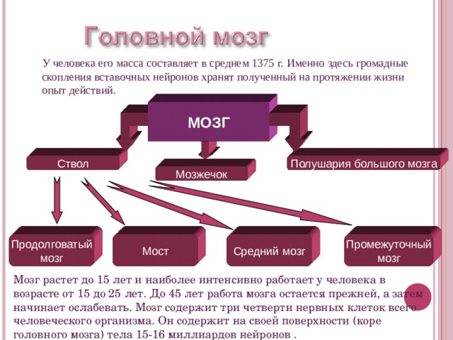 У человека его масса составляет в среднем 1375 г. Именно здесь громадные скопления вставочных нейронов хранят полученный на протяжении жизни опыт действий. МОЗГ Полушария большого мозга Ствол Мозжечок Продолговатый мозг Мост Средний мозг Промежуточный мозг Мозг растет до 15 лет и наиболее интенсивно работает у человека в возрасте от 15 до 25 лет. До 45 лет работа мозга остается прежней, а затем начинает ослабевать. Мозг содержит три четверти нервных клеток всего человеческого организма. Он содержит на своей поверхности (коре головного мозга) тела 1 5-16 миллиардов нейронов . 