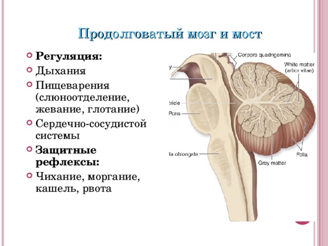 Продолговатый мозг и мост Регуляция: Дыхания Пищеварения (слюноотделение, жевание, глотание) Сердечно-сосудистой системы Защитные рефлексы: Чихание, моргание, кашель, рвота  