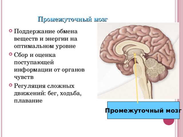 Промежуточный мозг Поддержание обмена веществ и энергии на оптимальном уровне Сбор и оценка поступающей информации от органов чувств Регуляция сложных движений: бег, ходьба, плавание Промежуточный мозг 