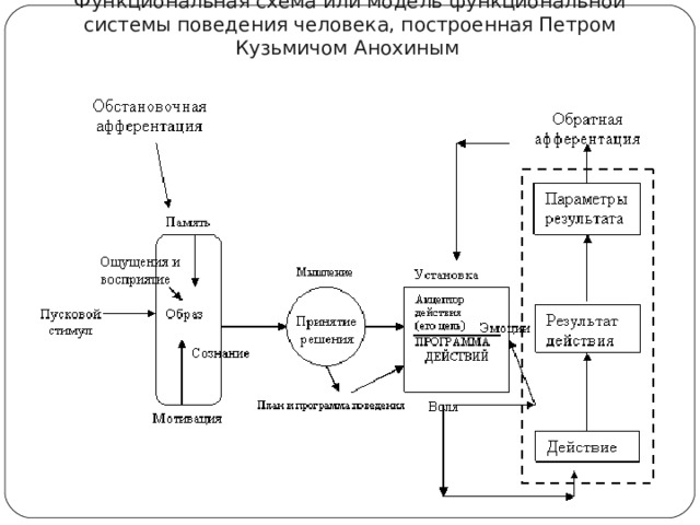 Функциональная схема или модель функциональной системы поведения человека, построенная Петром Кузьмичом Анохиным  