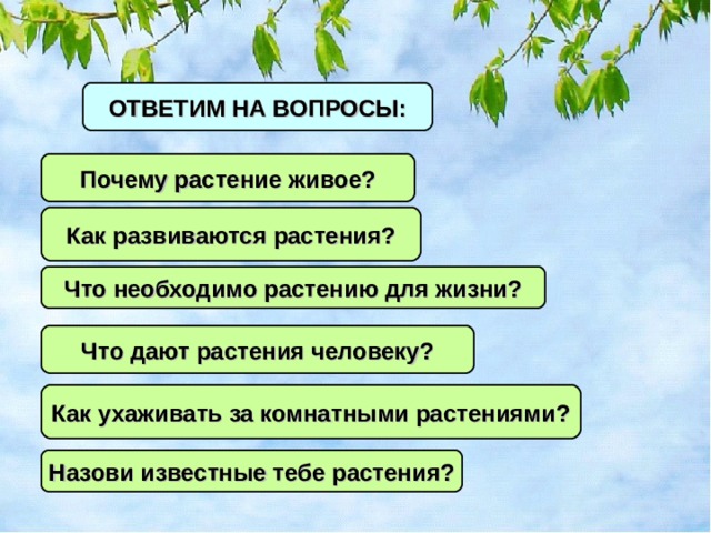 ОТВЕТИМ НА ВОПРОСЫ: Почему растение живое? Как развиваются растения? Что необходимо растению для жизни? Что дают растения человеку? Как ухаживать за комнатными растениями? Назови известные тебе растения? 