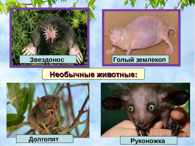Звездонос Голый землекоп Необычные животные: Долгопят Руконожка 
