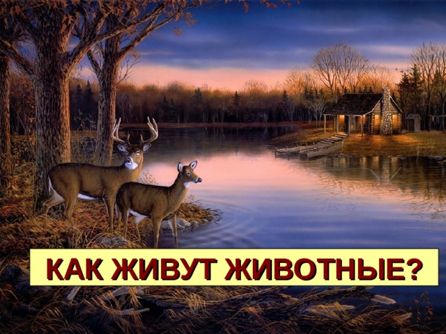 КАК ЖИВУТ ЖИВОТНЫЕ? 