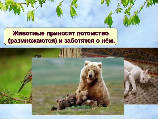 Животные приносят потомство  (размножаются) и заботятся о нём. 