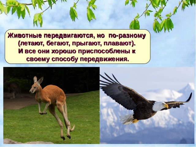Животные передвигаются, но  по-разному (летают, бегают, прыгают, плавают). И все они хорошо приспособлены к  своему способу передвижения. 