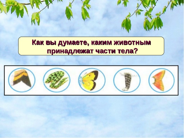 Как вы думаете, каким животным  принадлежат части тела? 