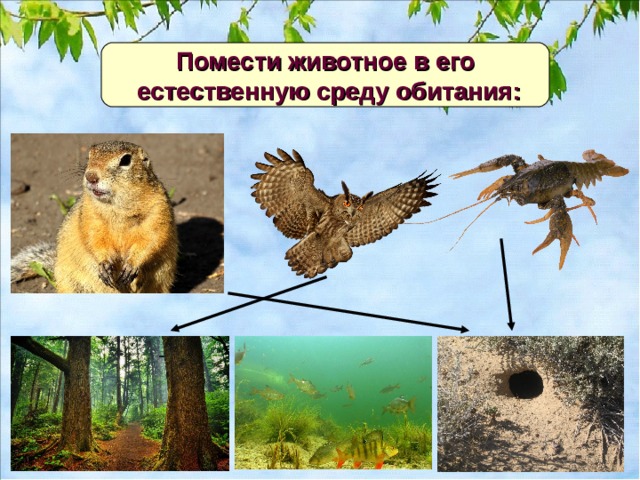 Помести животное в его  естественную среду обитания: 