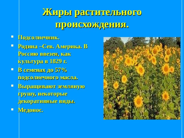 Жиры растительного происхождения. Подсолнечник. Родина –Сев. Америка. В Россию ввезен, как культура в 1829 г. В семенах до 57% подсолнечного масла. Выращивают земляную грушу, некоторые декоративные виды. Медонос. 