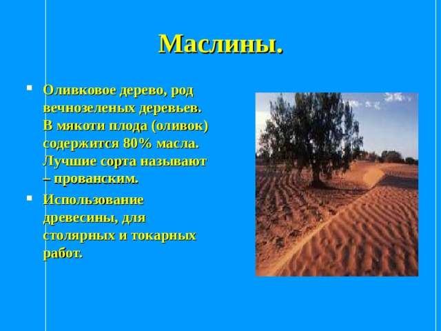Маслины. Оливковое дерево, род вечнозеленых деревьев. В мякоти плода (оливок) содержится 80% масла. Лучшие сорта называют – прованским. Использование древесины, для столярных и токарных работ. 