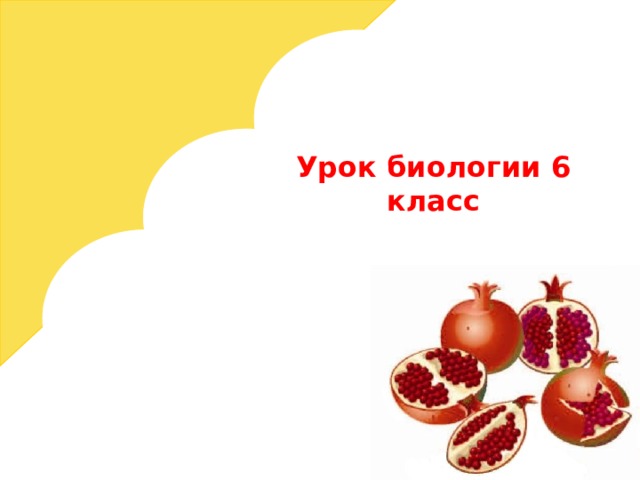 Урок биологии 6 класс   