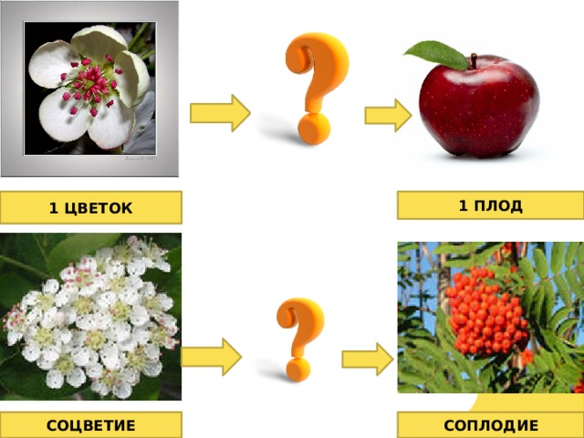 1 цветок 1 плод соцветие соплодие 