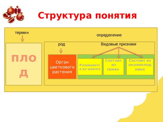 Структура понятия тер термин определение род Видовые признаки плод Орган цветкового растения Состоит из околоплодника Состоит из семян Развивается из цветка   