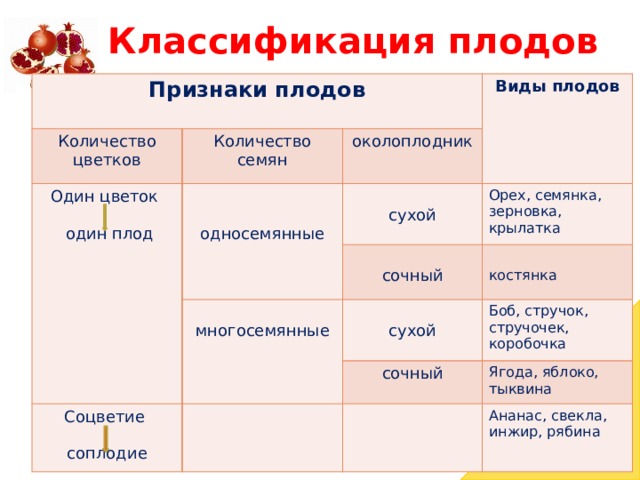 Классификация плодов Признаки плодов Количество цветков Один цветок Количество семян околоплодник Виды плодов  один плод односемянные сухой Орех, семянка, зерновка, крылатка многосемянные сочный Соцветие костянка сухой Боб, стручок, стручочек, коробочка сочный Ягода, яблоко, тыквина соплодие Ананас, свекла, инжир, рябина 