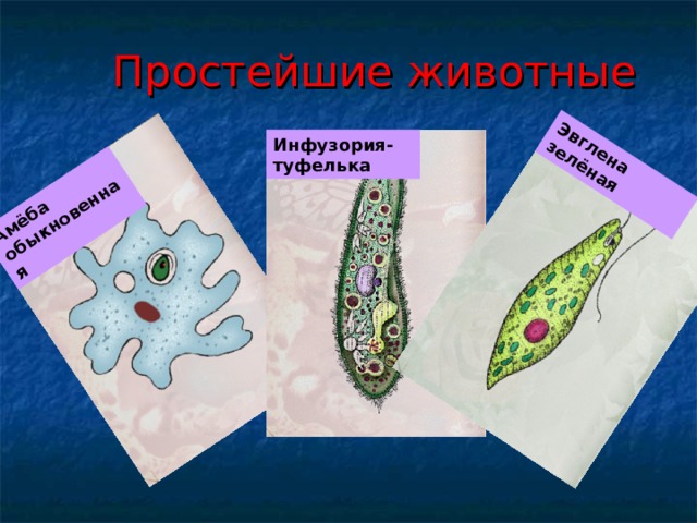Амёба обыкновенная Эвглена зелёная Простейшие животные Инфузория-туфелька 