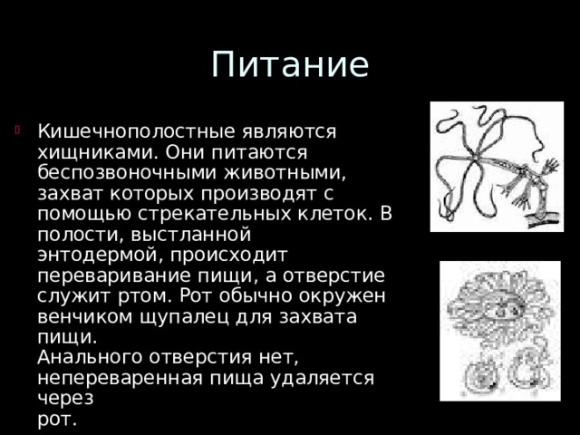 Питание Кишечнополостные являются хищниками. Они питаются беспозвоночными животными, захват которых производят с помощью стрекательных клеток. В полости, выстланной  энтодермой, происходит  переваривание пищи, а отверстие  служит ртом. Рот обычно окружен  венчиком щупалец для захвата пищи.  Анального отверстия нет,  непереваренная пища удаляется через  рот. 