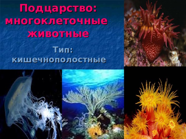 Подцарство:  многоклеточные  животные  Тип: кишечнополостные 