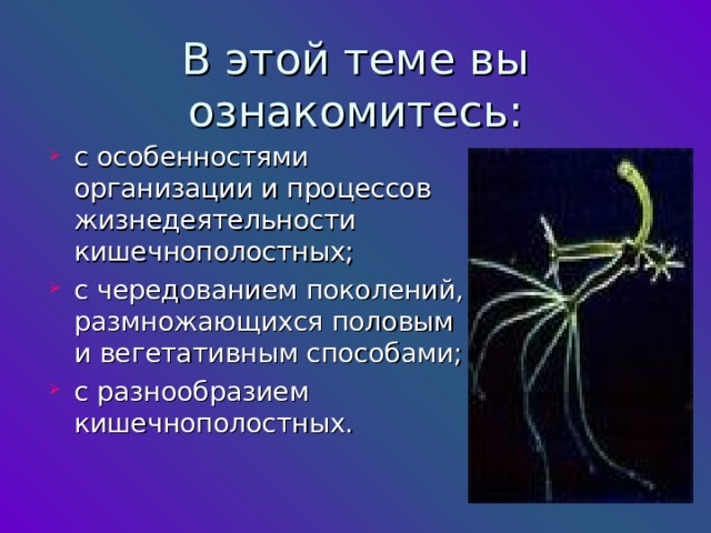 В этой теме вы ознакомитесь: с особенностями организации и процессов жизнедеятельности кишечнополостных; с чередованием поколений, размножающихся половым и вегетативным способами; с разнообразием кишечнополостных.  