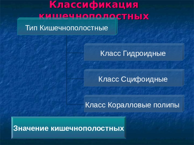 Классификация кишечнополостных Тип Кишечнополостные Класс Гидроидные Класс Сцифоидные По гиперссылке «Тип Кишечнополостные» переходим к общей характеристике типа. Затем последовательно рассматриваем особенности классов кишечнополостных. Класс Коралловые полипы  Значение кишечнополостных  