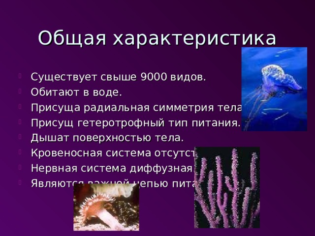 Общая характеристика Существует свыше 9000 видов. Обитают в воде. Присуща радиальная симметрия тела. Присущ гетеротрофный тип питания. Дышат поверхностью тела. Кровеносная система отсутствует. Нервная система диффузная. Являются важной цепью питания.  