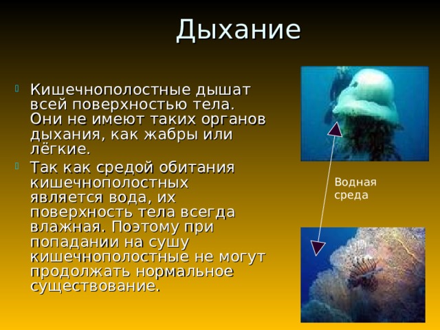 Дыхание Кишечнополостные дышат всей поверхностью тела. Они не имеют таких органов дыхания, как жабры или лёгкие. Так как средой обитания кишечнополостных является вода, их поверхность тела всегда влажная. Поэтому при попадании на сушу кишечнополостные не могут продолжать нормальное существование. Водная среда 