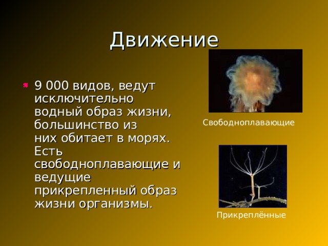Движение 9 000 видов, ведут исключительно  водный образ жизни, большинство из  них обитает в морях. Есть  свободноплавающие и ведущие  прикрепленный образ жизни организмы.  Свободноплавающие Прикреплённые 