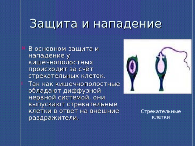 Защита и нападение В основном защита и нападение у кишечнополостных происходит за счёт стрекательных клеток. Так как кишечнополостные обладают диффузной нервной системой, они выпускают стрекательные клетки в ответ на внешние раздражители. Стрекательные клетки 