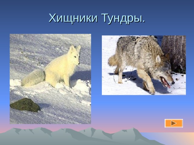 Хищники Тундры. 