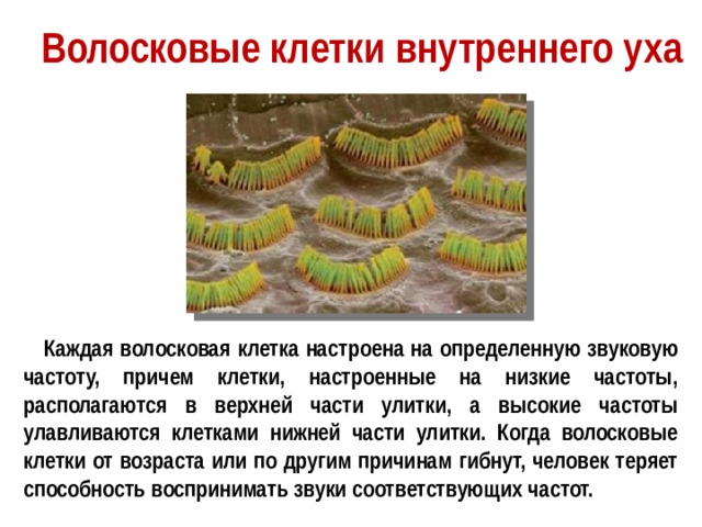 Волосковые клетки внутреннего уха  Каждая волосковая клетка настроена на определенную звуковую частоту, причем клетки, настроенные на низкие частоты, располагаются в верхней части улитки, а высокие частоты улавливаются клетками нижней части улитки. Когда волосковые клетки от возраста или по другим причинам гибнут, человек теряет способность воспринимать звуки соответствующих частот. 