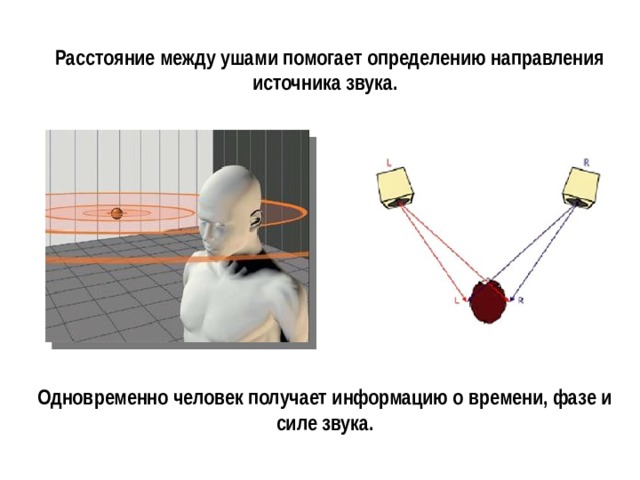  Расстояние между ушами помогает определению направления источника звука. Одновременно человек получает информацию о времени, фазе и силе звука. 