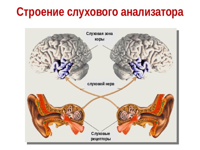 Строение слухового анализатора Слуховая зона коры слуховой нерв Слуховые рецепторы  