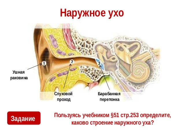 Наружное ухо Ушная  раковина Слуховой Барабанная проход перепонка Пользуясь учебником §51 стр.253 определите, каково строение наружного уха? Задание 