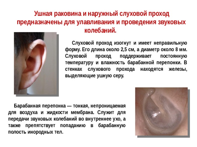  Ушная раковина и наружный слуховой проход предназначены для улавливания и проведения звуковых колебаний.   Слуховой проход изогнут и имеет неправильную форму. Его длина около 2,5 см, а диаметр около 8 мм. Слуховой проход поддерживает постоянную температуру и влажность барабанной перепонки. В стенках слухового прохода находятся железы, выделяющие ушную серу.  Барабанная перепонка — тонкая, непроницаемая для воздуха и жидкости мембрана. Служит для передачи звуковых колебаний во внутреннее ухо, а также препятствует попаданию в барабанную полость инородных тел. 