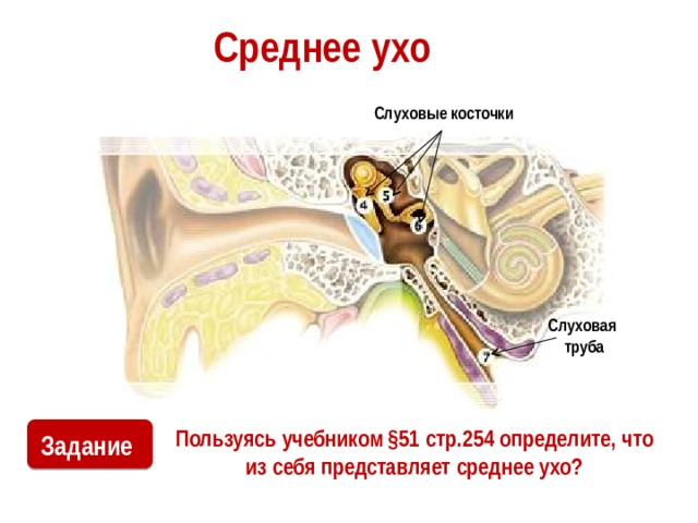 Среднее ухо Слуховые косточки Слуховая труба Пользуясь учебником §51 стр.254 определите, что из себя представляет среднее ухо? Задание 