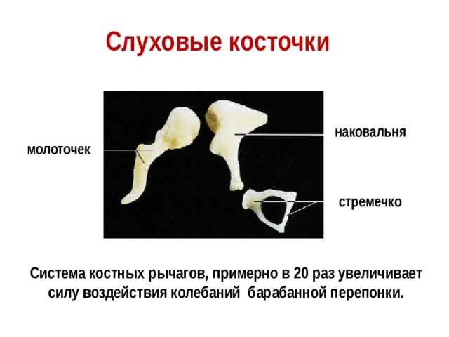 Слуховые косточки наковальня молоточек стремечко Система костных рычагов, примерно в 20 раз увеличивает силу воздействия колебаний барабанной перепонки. 