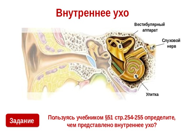 Внутреннее ухо Вестибулярный аппарат Слуховой  нерв Улитка Пользуясь учебником §51 стр.254-255 определите, чем представлено внутреннее ухо? Задание 
