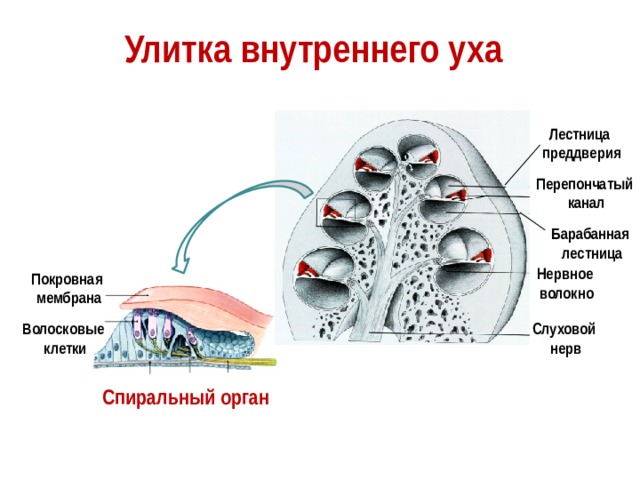 Улитка внутреннего уха Лестница преддверия Перепончатый  канал Барабанная лестница Нервное волокно Покровная мембрана Волосковые Слуховой клетки нерв Спиральный орган 