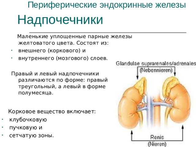 Периферические эндокринные железы Надпочечники  Маленькие уплощенные парные железы желтоватого цвета. Состоят из: внешнего (коркового) и внутреннего (мозгового) слоев. Правый и левый надпочечники различаются по форме: правый треугольный, а левый в форме полумесяца.  Корковое вещество включает: клубочковую пучковую и сетчатую зоны. 