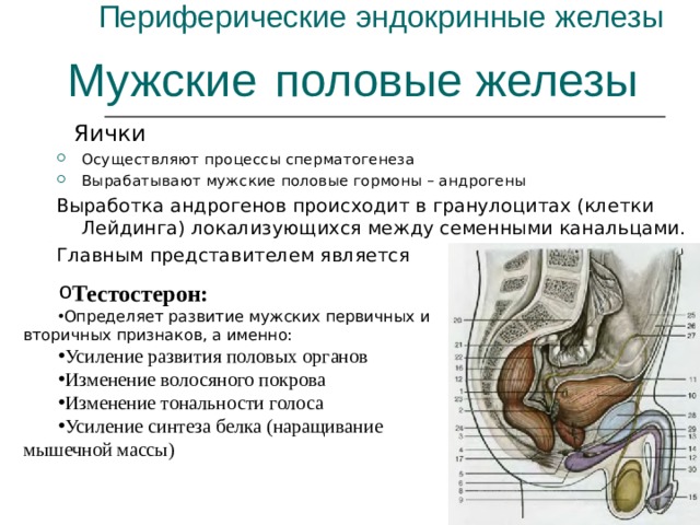 Периферические эндокринные железы Мужские половые железы  Яички Осуществляют процессы сперматогенеза Вырабатывают мужские половые гормоны – андрогены Выработка андрогенов происходит в гранулоцитах (клетки Лейдинга) локализующихся между семенными канальцами. Главным представителем является Тестостерон: Определяет развитие мужских первичных и вторичных признаков, а именно: Усиление развития половых органов Изменение волосяного покрова Изменение тональности голоса Усиление синтеза белка (наращивание мышечной массы) 