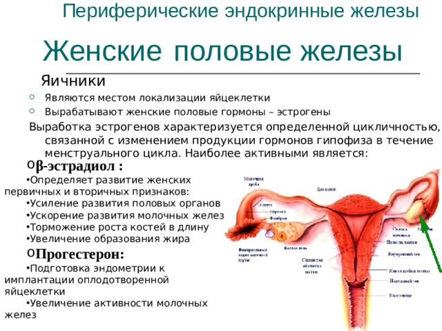 Периферические эндокринные железы Женские половые железы  Яичники Являются местом локализации яйцеклетки Вырабатывают женские половые гормоны – эстрогены Выработка эстрогенов характеризуется определенной цикличностью, связанной с изменением продукции гормонов гипофиза в течение менструального цикла. Наиболее активными является: β-эстрадиол : Определяет развитие женских первичных и вторичных признаков: Усиление развития половых органов Ускорение развития молочных желез Торможение роста костей в длину Увеличение образования жира Прогестерон: Подготовка эндометрии к имплантации оплодотворенной яйцеклетки Увеличение активности молочных желез  