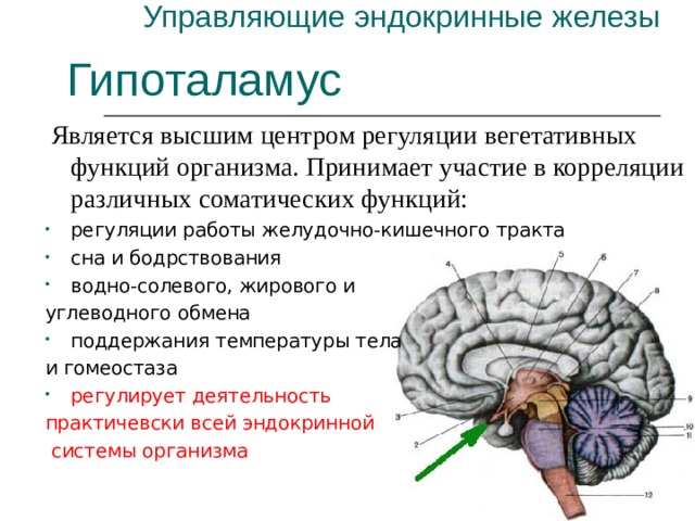 Управляющие эндокринные железы Гипоталамус  Является высшим центром регуляции вегетативных функций организма. Принимает участие в корреляции различных соматических функций: регуляции работы желудочно-кишечного тракта сна и бодрствования водно-солевого, жирового и углеводного обмена поддержания температуры тела и гомеостаза регулирует деятельность практичевски всей эндокринной  системы организма 