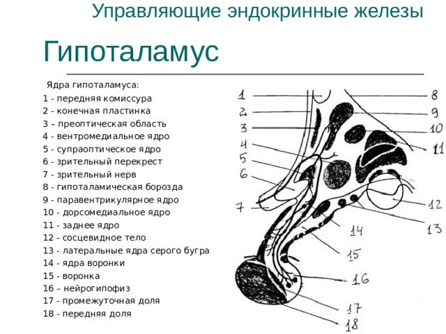 Управляющие эндокринные железы Гипоталамус  Ядра гипоталамуса: 1 - передняя комиссура 2 - конечная пластинка 3 – преоптическая область 4 - вентромедиальное ядро 5 - супраоптическое ядро 6 - зрительный перекрест 7 - зрительный нерв 8 - гипоталамическая борозда 9 - паравентрикулярное ядро 10 - дорсомедиальное ядро 11 - заднее ядро 12 - сосцевидное тело 13 - латеральные ядра серого бугра 14 - ядра воронки 15 - воронка 16 – нейрогипофиз 17 - промежуточная доля 18 - передняя доля  