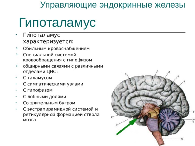 Управляющие эндокринные железы Гипоталамус Гипоталамус характеризуется: Обильным кровоснабжением Специальной системой кровообращения с гипофизом обширными связями с различными отделами ЦНС: С таламусом С симпатическими узлами С гипофизом С лобными долями Со зрительным бугром С экстрапирамидной системой и ретикулярной формацией ствола мозга 