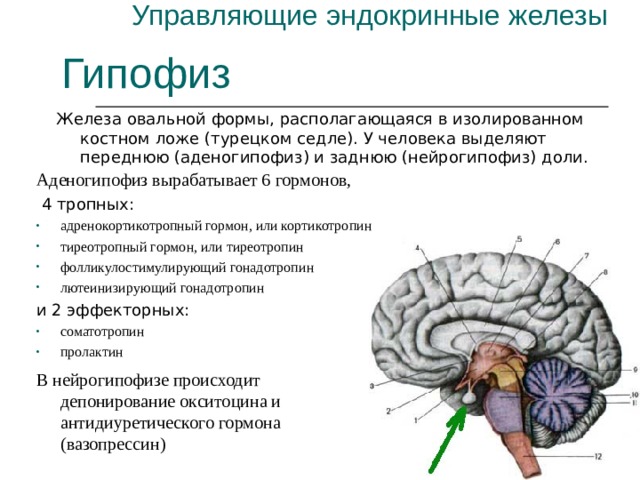Управляющие эндокринные железы Гипофиз Железа овальной формы, располагающаяся в изолированном костном ложе (турецком седле). У человека выделяют переднюю (аденогипофиз) и заднюю (нейрогипофиз) доли. Аденогипофиз вырабатывает 6 гормонов,  4 тропных: адренокортикотропный гормон, или кортикотропин тиреотропный гормон, или тиреотропин фолликулостимулирующий гонадотропин лютеинизирующий гонадотропин и 2 эффекторных: соматотропин пролактин В нейрогипофизе происходит депонирование окситоцина и антидиуретического гормона (вазопрессин) 