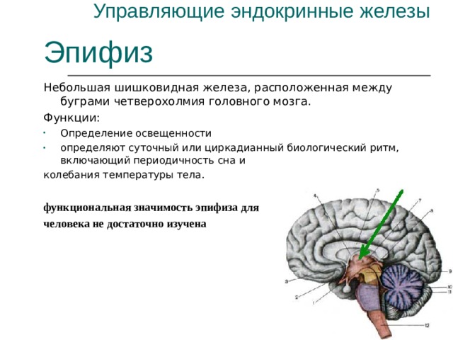 Управляющие эндокринные железы Эпифиз Небольшая шишковидная железа, расположенная между буграми четверохолмия головного мозга. Функции: Определение освещенности определяют суточный или циркадианный биологический ритм, включающий периодичность сна и колебания температуры тела. функциональная значимость эпифиза для человека не достаточно изучена 