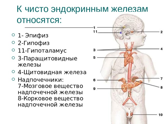 К чисто эндокринным железам относятся: 1- Эпифиз 2-Гипофиз 11-Гипоталамус 3-Паращитовидные железы 4-Щитовидная железа Надпочечники: 7-Мозговое вещество надпочечной железы 8-Корковое вещество надпочечной железы 