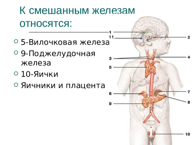К смешанным железам относятся: 5-Вилочковая железа 9-Поджелудочная железа 10-Яички Яичники и плацента 