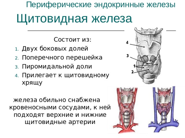Периферические эндокринные железы Щитовидная железа Состоит из: Двух боковых долей Поперечного перешейка Пиромидальной доли Прилегает к щитовидному хрящу железа обильно снабжена кровеносными сосудами, к ней подходят верхние и нижние щитовидные артерии 