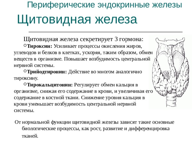 Периферические эндокринные железы Щитовидная железа Щитовидная железа секретирует 3 гормона: Тироксин: Усиливает процессы окисления жиров, углеводов и белков в клетках, ускоряя, таким образом, обмен веществ в организме. Повышает возбудимость центральной нервной системы. Трийодтиронин: Действие во многом аналогично тироксину. Тирокальцитонин: Регулирует обмен кальция в организме, снижая его содержание в крови, и увеличивая его содержание в костной ткани. Снижение уровня кальция в крови уменьшает возбудимость центральной нервной системы. От нормальной функции щитовидной железы зависят такие основные биологические процессы, как рост, развитие и дифференцировка тканей.  