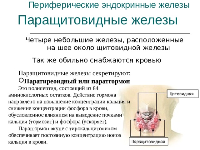 Периферические эндокринные железы Паращитовидные железы Четыре небольшие железы, расположенные на шее около щитовидной железы Так же обильно снабжаются кровью Паращитовидные железы секретируют: Паратиреоидный или паратгормон Это полипептид, состоящий из 84 аминокислотных остатков. Действие гормона направлено на повышение концентрации кальция и снижение концентрации фосфора в крови, обусловленное влиянием на выведение почками кальция (тормозит) и фосфора (ускоряет). Паратгормон вкупе с тирокальцитонином обеспечивает постоянную концентрацию ионов кальция в крови. 